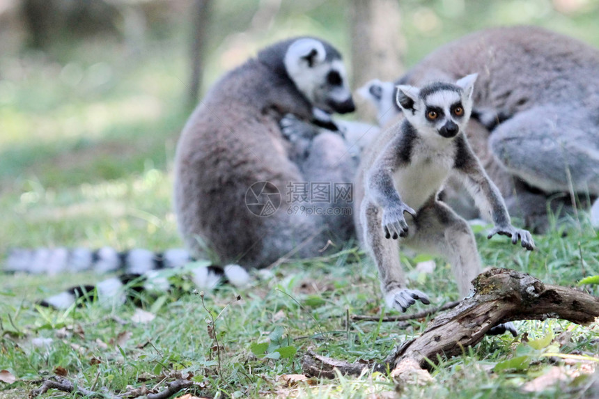 马达加斯加Lemur cattamaki动物灵长类玩家眼睛动物群荒野哺乳动物异国野生动物情调图片