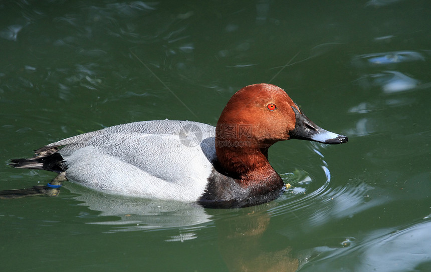 Pochard 男性鸭游泳荒野羽毛脊椎动物鸭子翅膀鸟类池塘账单水禽图片