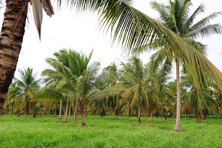 椰子棕榈农场背景图片