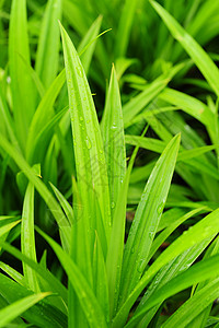 潘达努植物绿色叶子背景图片