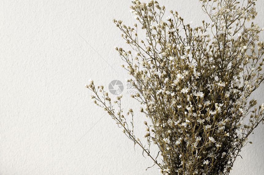 白花的干枯花束花朵脆弱性乡愁花瓶美丽植物棕色场地回忆死亡图片