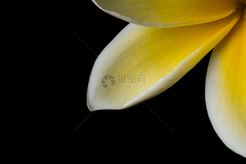 夏威夷木材白色黄色花卉热带花朵背景鸡蛋花图片