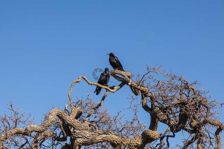 树枝上的乌鸦动物羽毛野生动物荒野黑色鸟类天空图片