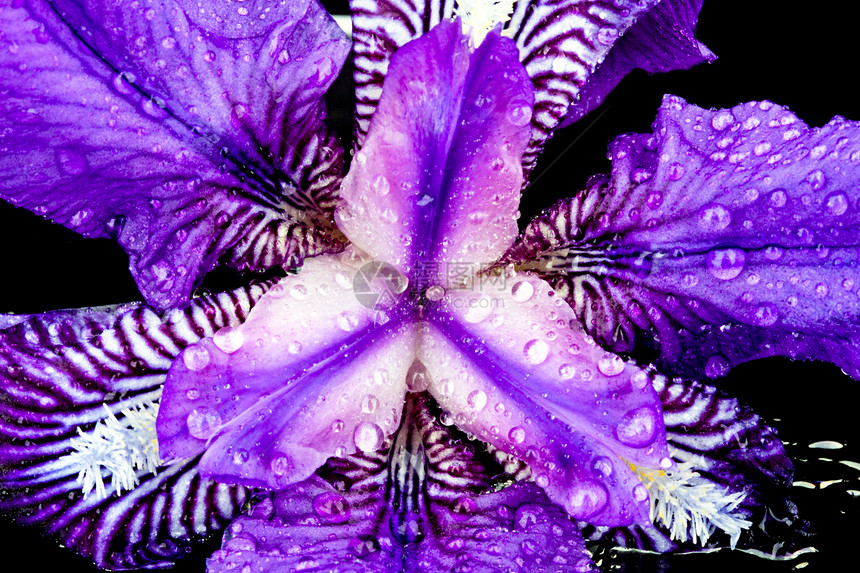带水滴的紫花草地花园植物地面蓝色香水红花亮度紫色季节图片