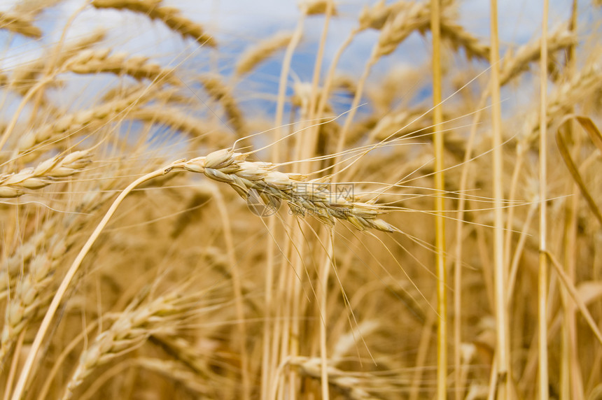 耳耳朵收成金子生长粮食玉米面包农场稻草太阳食物图片