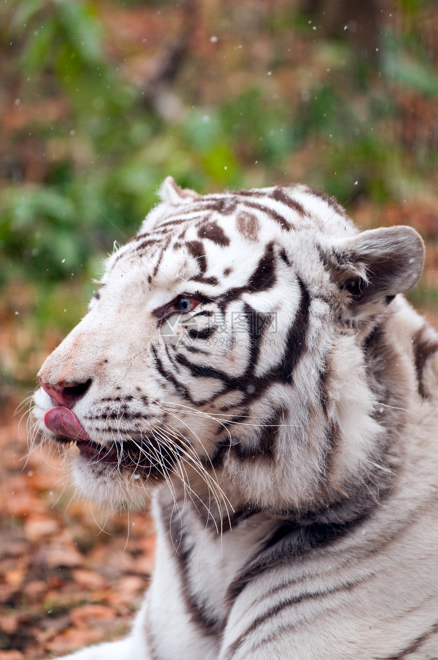 白孟加拉虎黑色毛皮条纹食肉捕食者白色哺乳动物动物耳朵荒野图片