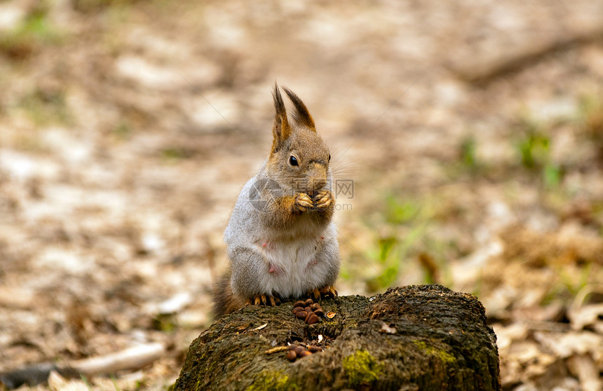 春天小松鼠在公园吃坚果警觉食物种子前脚木头地面尾巴手臂野生动物栗鼠图片