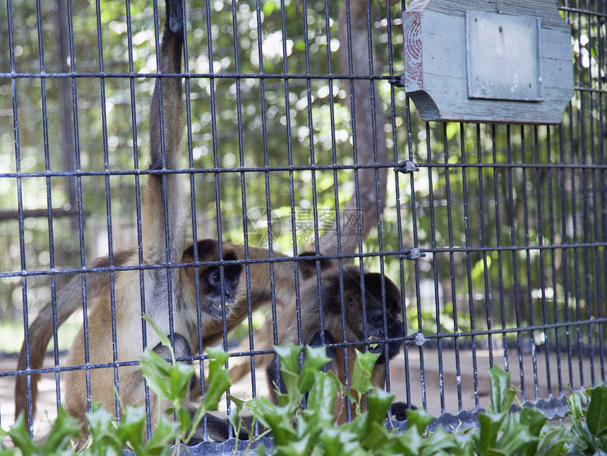 动物园的蜘蛛猴子哺乳动物灵长类野生动物白色国家动物公园猕猴丛林棕色图片