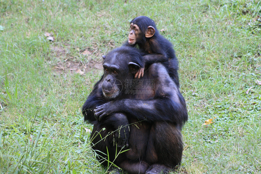 黑猩猩思维家庭哺乳动物丛林猿猴棕色濒危生物物种团体图片