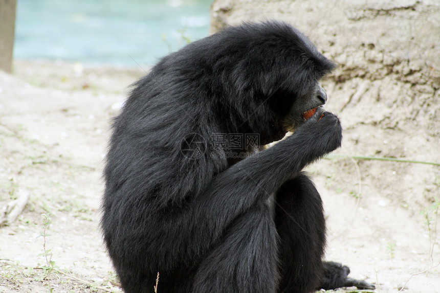 Audubon动物园的siamang黑色俘虏食物栖息地手臂动物灵长类臂状哺乳动物图片