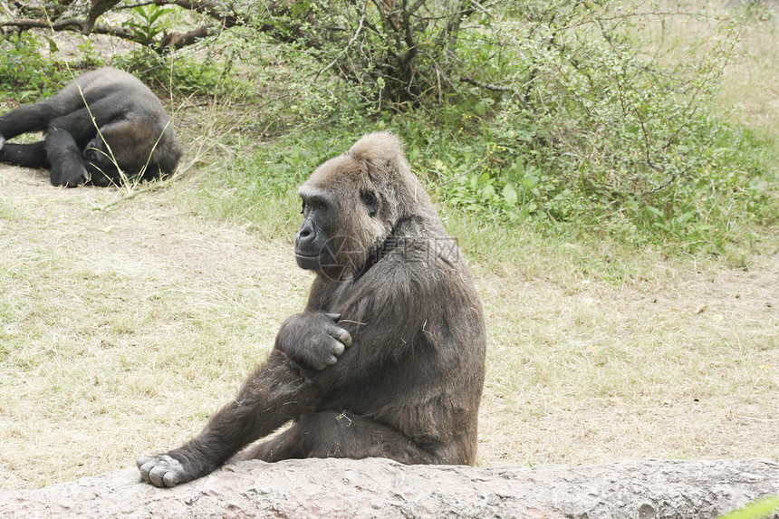 西部低地大猩猩猿猴哺乳动物强光银背栖息地毛皮灵长类领导者动物园衬套图片