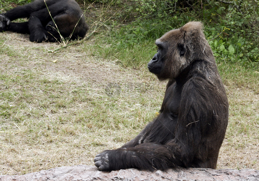 西部低地大猩猩领导者男性统治者栖息地荒野支配强光力量动物衬套图片