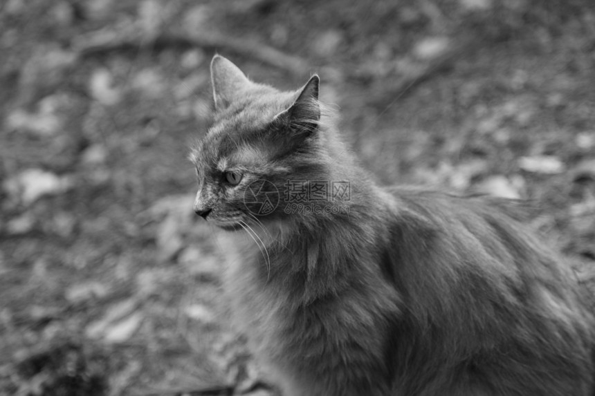 灰猫的肖像长发猫咪耳朵冒充动物哺乳动物小猫食肉毛皮头发图片