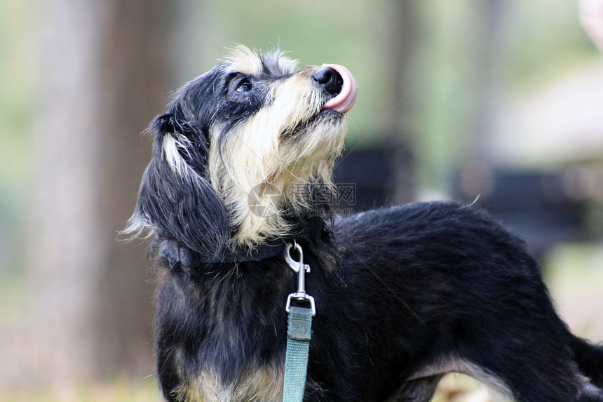 黑和谭狗Schnautzer门外图片