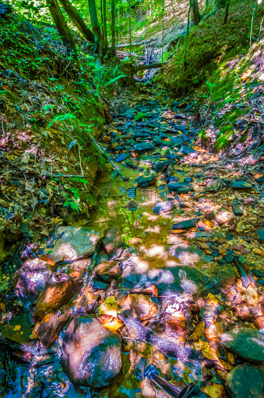 森林林中小溪周围的自然远足溪流植物叶子旅行流动植物群公园石头娱乐图片