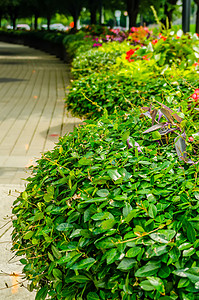 城市街道锅中的绿色植物植物人行道绿色装饰花盆种植通道背景图片