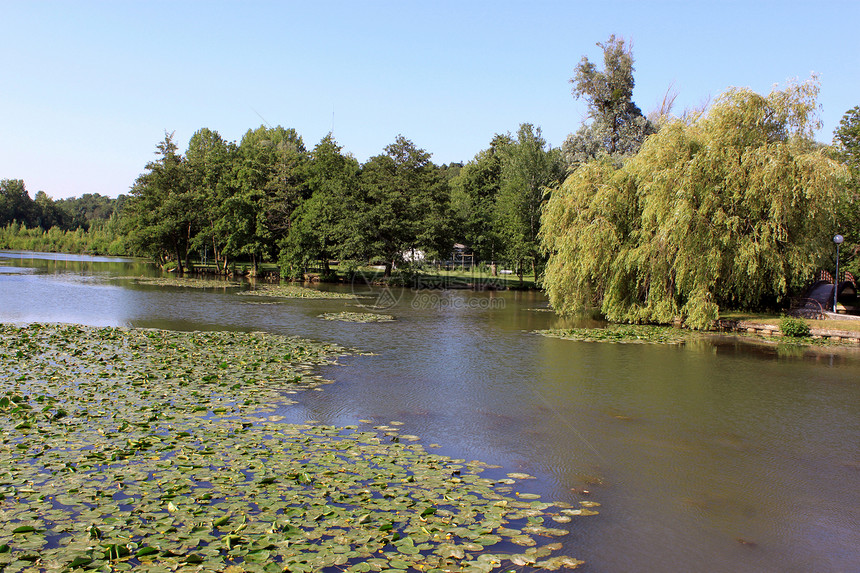 自然河流水生植物百合旅行游泳生态娱乐钓鱼树木长廊全景图片
