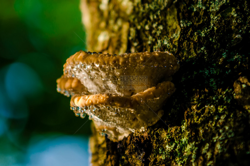 在森林一棵活树上生长的蘑菇 说明宏观猪苓树干孢子荒野毒菌树木植物藻类图片