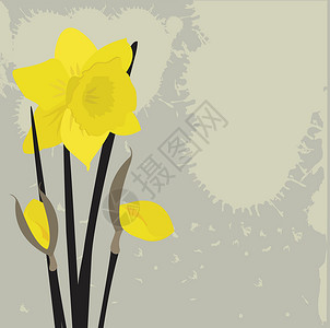 黄色水仙花背面的 Dafodills 矢量插图花瓣卡片花园绘画水仙黄色叶子植物水仙花花束设计图片