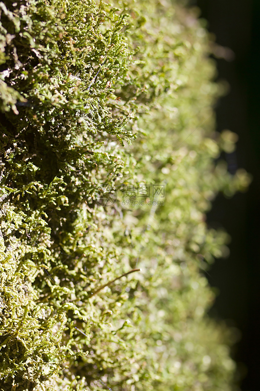蚊子丛林植物苔藓森林叶子树干环境皮肤生态公园图片
