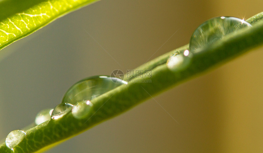 雨滴绿色植物叶子图片