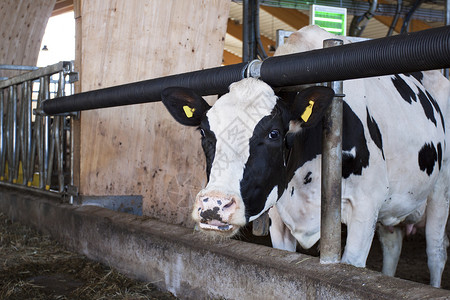 吃牛牛奶牛青贮时间牛奶住房农场干草生物结盟奶制品高清图片