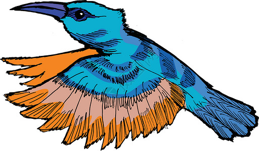 嗜血杆菌科蜂鸟卡通片飞行大肠杆菌丛林羽毛手绘插图草图野生动物插画