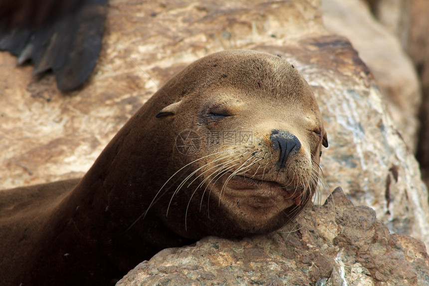 睡着的棕海狮子图片