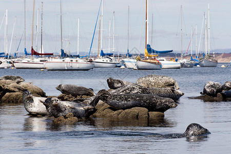 斑海豹港口海豹集团背景