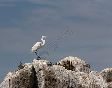 成都白鹭湾白色大白 Egret苍鹭荒野主题栖息地脊椎动物美丽羽毛动物热带野生动物背景