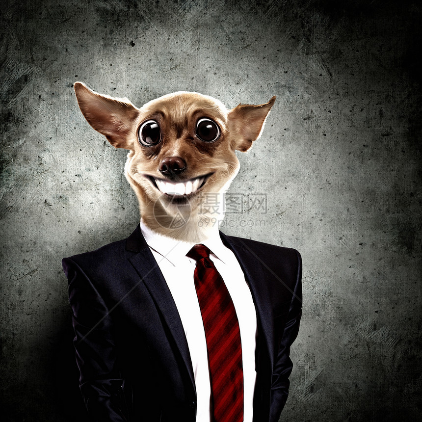 一件西装狗的有趣肖像斗牛犬耳朵猎犬男性学校小狗哺乳动物眼镜眼睛犬类图片