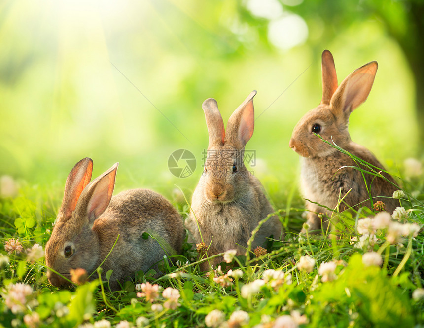 兔子 草地小复活节小兔子的美术设计动物宠物农场晴天野兔野生动物荒野三叶草阳光哺乳动物图片