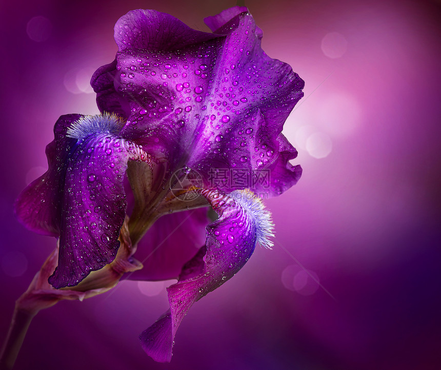 艾里斯花朵艺术设计 美丽的紫花花礼物花店发芽花瓣紫色宏观植物背景植物群边界图片