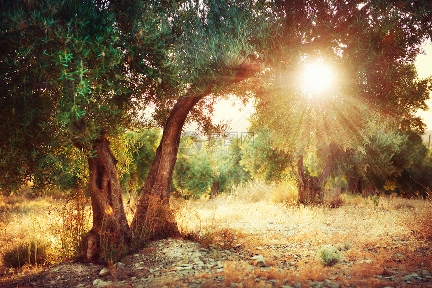 橄榄树树叶树干太阳食物文化木头午餐土壤农村日落图片