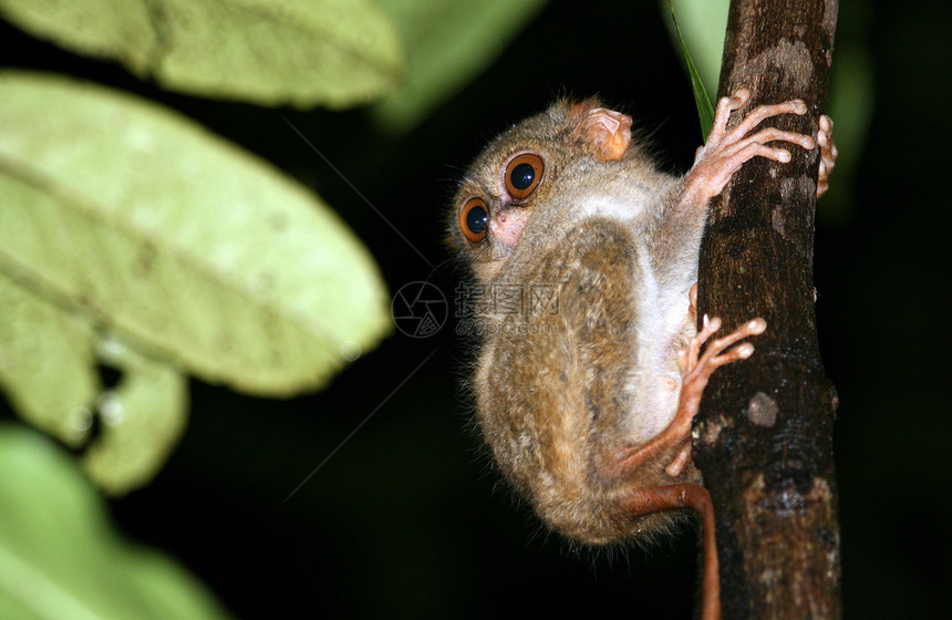 Tarsier 世界野外最小的灵长类动物耳朵毛皮科雷旅行眼睛手指异国生态旅游情调生态图片