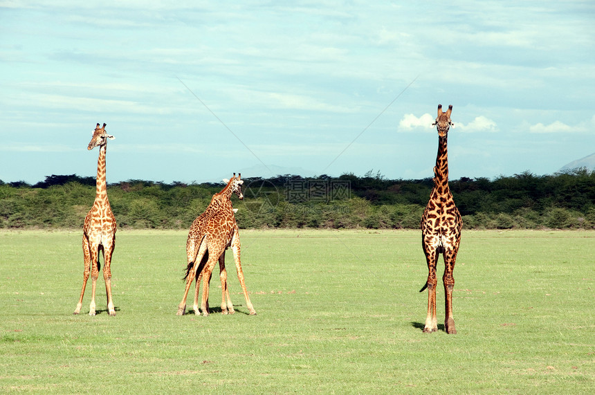 坦桑尼亚东部非洲Serengeti的Giraffes生活森林场景季节公园游戏土地旅游栖息地野生动物图片