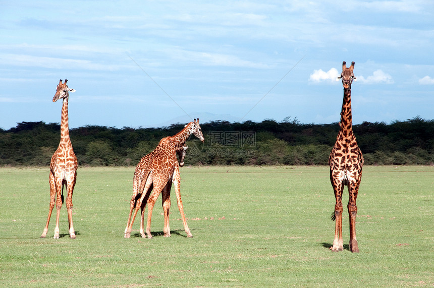 坦桑尼亚东部非洲Serengeti的Giraffes旅游哺乳动物动物荒野游戏旅行公园拥抱国家生活图片