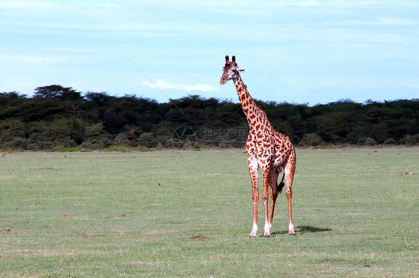 坦桑尼亚东部非洲Serengeti的Giraffes场景国家情绪土地拥抱环境野生动物动物旅游季节图片