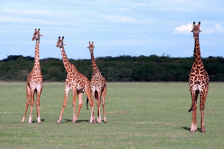 坦桑尼亚东部非洲Serengeti的Giraffes国家游戏拥抱栖息地荒野野生动物旅行动物季节森林图片