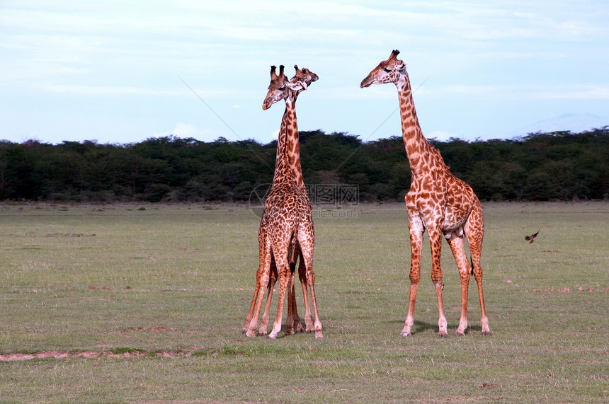 坦桑尼亚东部非洲Serengeti的Giraffes拥抱野生动物森林哺乳动物土地荒野动物旅游环境公园图片