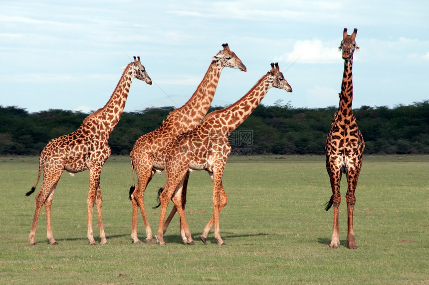 坦桑尼亚东部非洲Serengeti的Giraffes哺乳动物栖息地拥抱环境场景动物荒野公园森林旅行图片