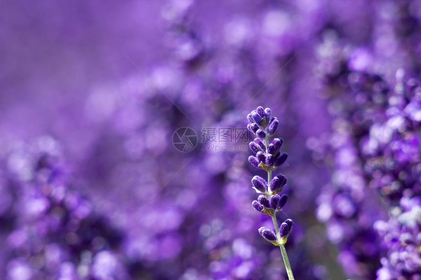 熏衣草花化妆品宏观香水场地香味草本植物植物绿色花园蓝色图片