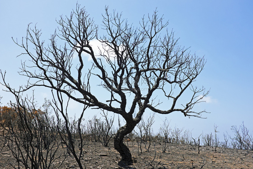 在葡萄牙风景中的黑烧焦的软木树图片