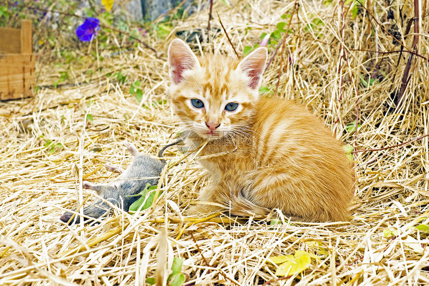 一只死老鼠的小小猫图片