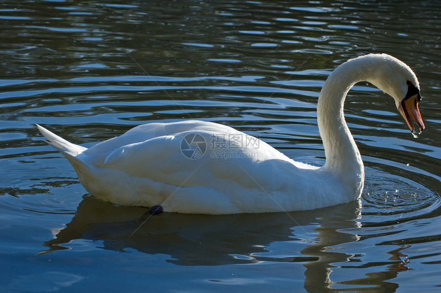 天鹅池塘尾巴荒野脖子游泳场景野生动物反射漂浮白色图片