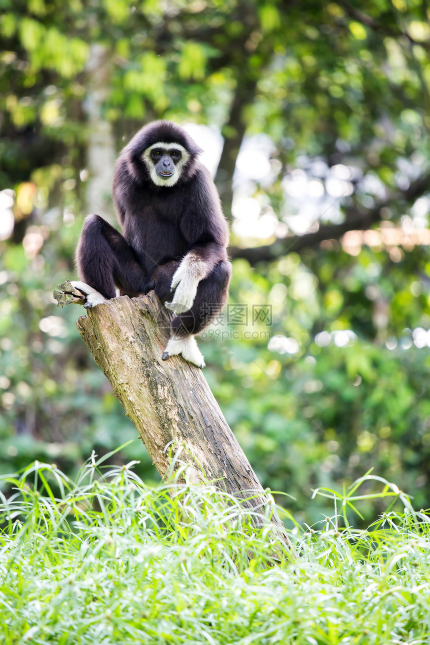 白手 Gibbon日志黑猩猩脸颊濒危俘虏黑色少年动物木头灵长类图片