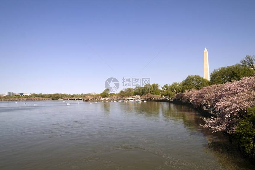 与华盛顿纪念碑的樱桃闪光图片