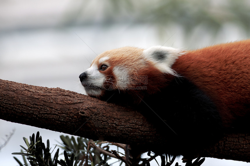 红熊猫荒野生物棕色白色红色大熊猫毛皮动物野生动物森林图片
