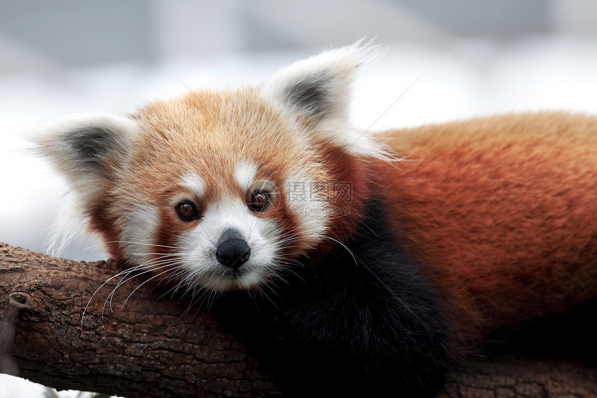 红熊猫白色毛皮富根野生动物森林动物红色棕色生物哺乳动物图片