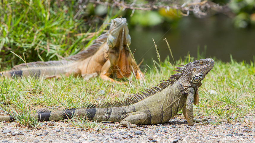 Iguana伊瓜纳蜥蜴鳞片状尖刺异国鬣蜥视线爬虫栖息地食草野生动物热带图片